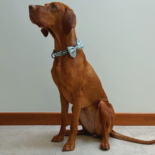Floral Green - Collar