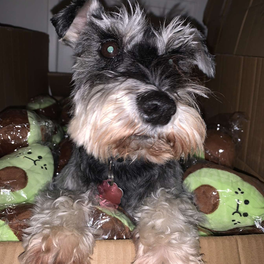 Full dog toy set