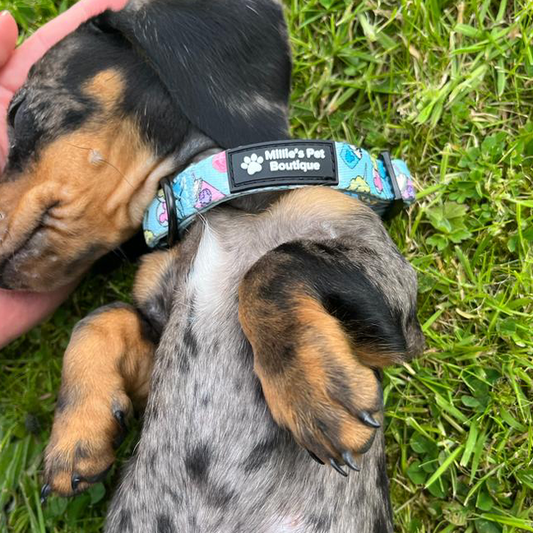 Doggy Blues - Collar