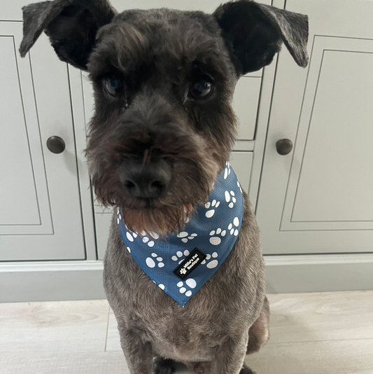 Pawfect Dream - Bandana