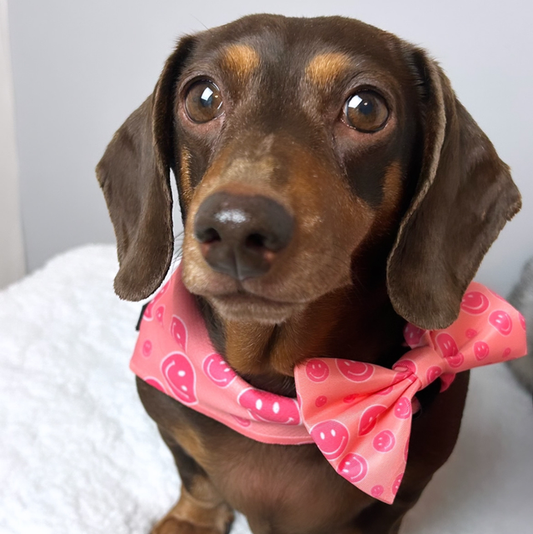 Smiley Paws - Bandana