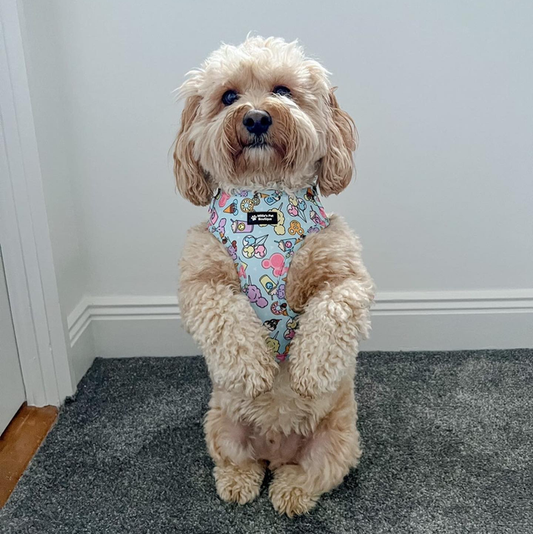 Doggy Blues - Adjustable Harness