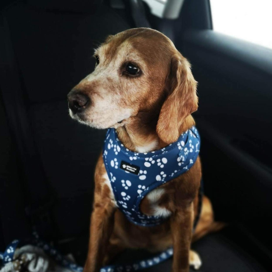 Pawfect Dream - Adjustable Harness