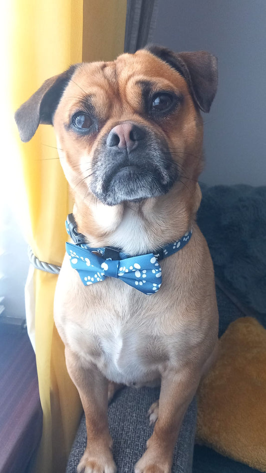 Pawfect Dream - Bow Tie