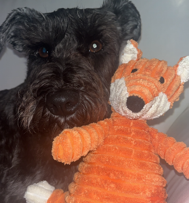 Full dog toy set