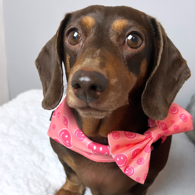 Smiley Paws - Bandana