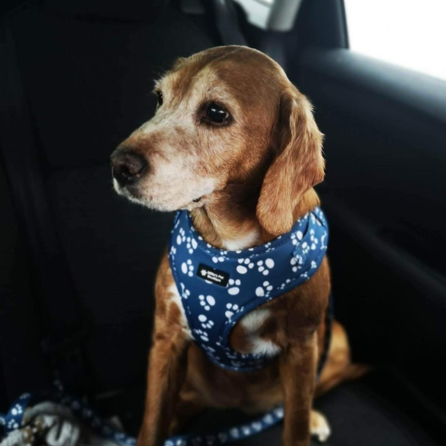 Pawfect Dream - Adjustable Harness